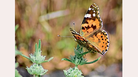 Butterfly