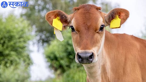 ear tagging