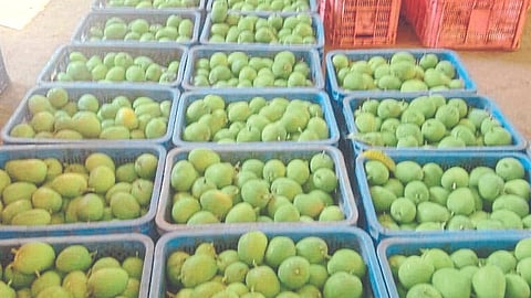 Konkan Hapus