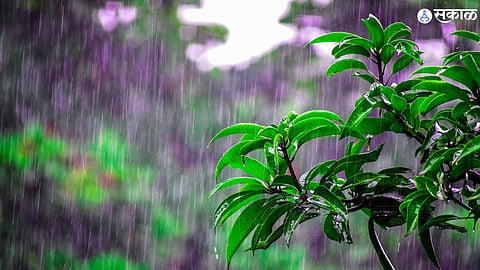 Nilanga Rain Update 