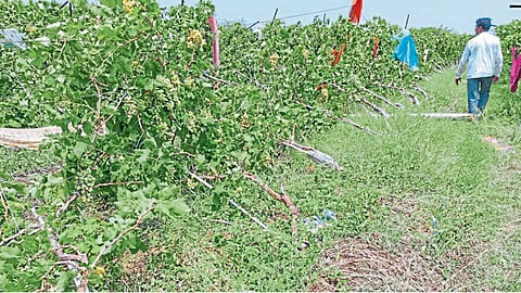 vineyard loss