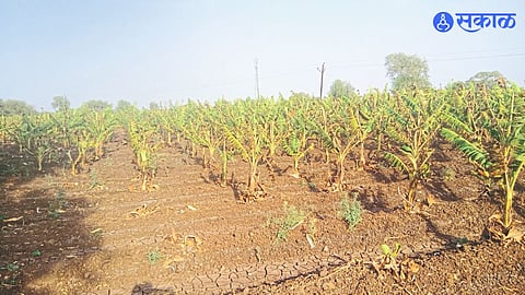 A banana orchard drying up due to rising temperatures.