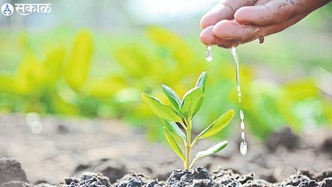  tree plantation