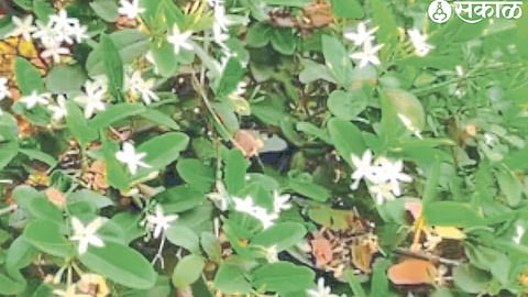 The fruit of the karvanda tree in the hills and valleys of the taluk.