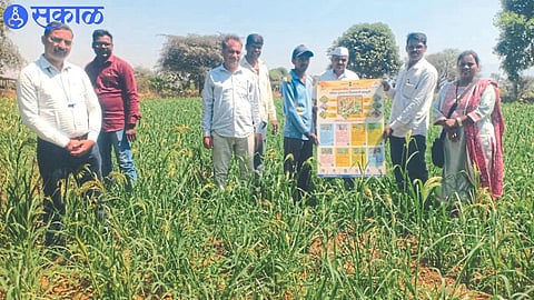 Farmers Ananda Gawari and Devram Gawari planted summer paddy in one acre and Varai in half an acre.