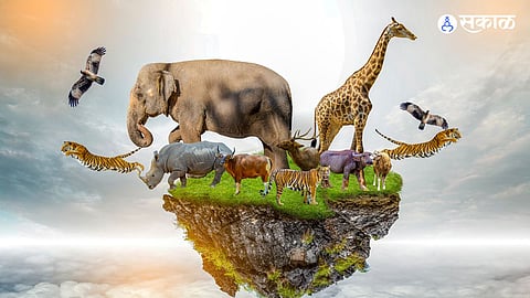 Wildlife
