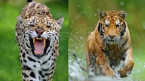 tiger leopard attack farmer and women injured forest department 
