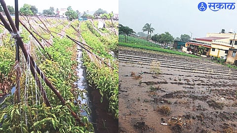 shows the damage to a tomato garden at Pimpalgaon Khamb