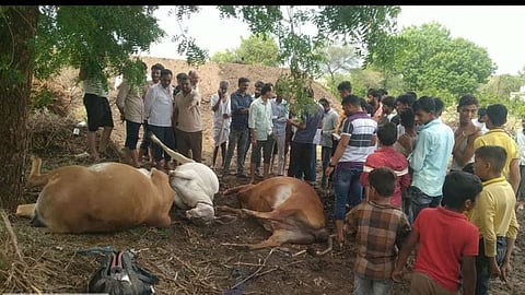 Cow death by lightning