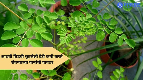Moringa Powder : आडवी तिडवी सुटलेली ढेरी कमी करते या पानांची पावडर, जाणून घ्या मोरिंग्याचे पाणी पिण्याचे फायदे 