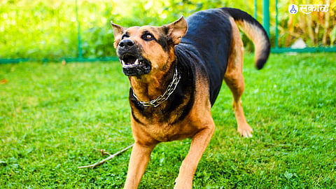 50 people were bitten by street dogs in sillod
