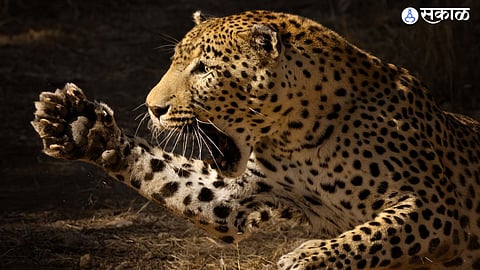 women killed in leopard attack at pimpri pendhar junnar pune