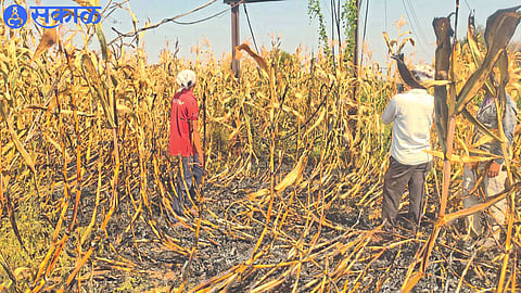 Maize crop destroyed by fire in farmer Dagdu Patil's field.