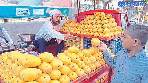 Mangoes entered the city market.