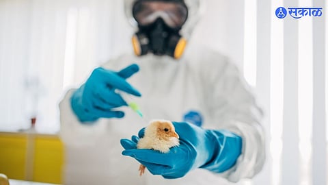 Bird Flu In Human