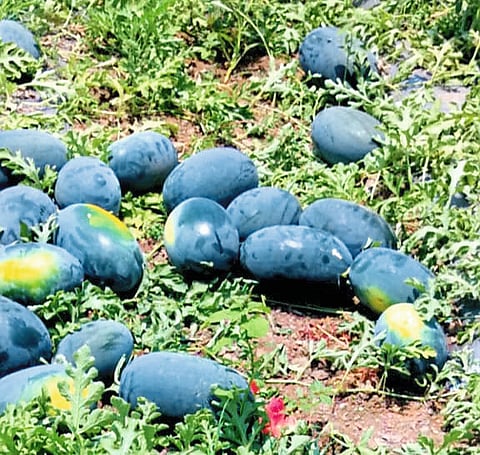 मधूर कलिंगडामुळे वाढली तीन लाखांची ‘मेलोडी’