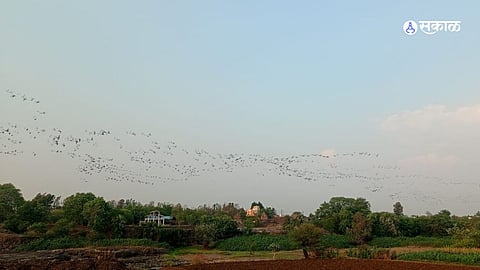 Pune News: तीव्र उन्हाळ्यामुळे पक्षांचे अन्न पाण्यासाठी स्तलांतर 