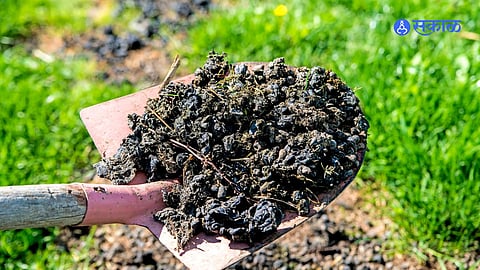 Manure