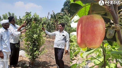 Jagannath Patil's red prickly fruits on apple trees. In the second photo, the Patil family inspecting the apple trees
