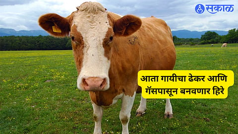 Diamonds From Cow 