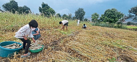 अवकाळी पावसाचा पिकांना फटका