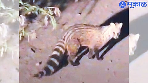 A beautiful wild cat found by farmers in the field.