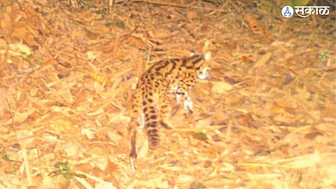 Leopard Cat 