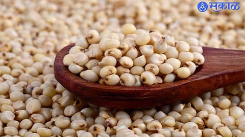 jowar