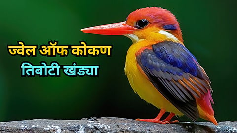 Oriental Dwarf Kingfisher 