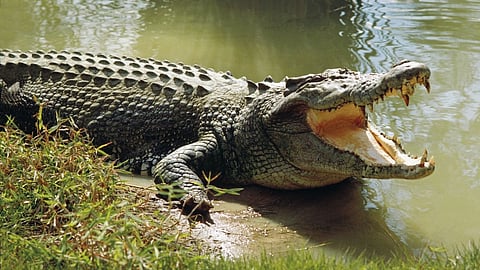 Crocodile Attack Farmer 