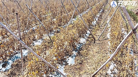 Tomato crop withered due to lack of water from Khed Dam.