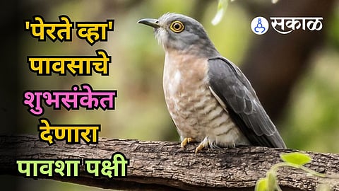Sahyadri Valley Common Hawk Cuckoo 
