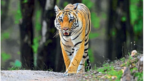 Tiger