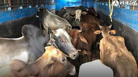 Cattles File Photo