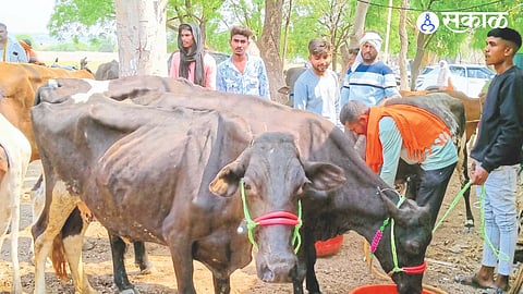 Vehicles seized by Bhusawal city police after rescuing animals.