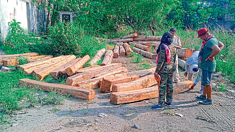 teak theft