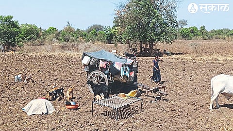 Vadji (T. Bhadgaon) A world created by shepherds in the fields.