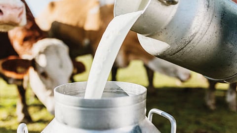 Milk