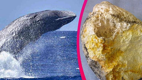 Whale Fish Vomit