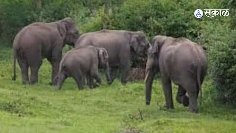 elephants coming from Odisha via Chhattisgarh Affect tendu leaf collection season in Gadchiroli district  