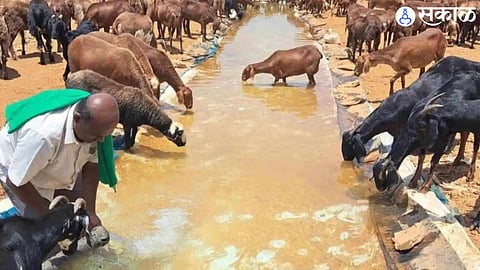 two crore livestock in state are thirsty measures for water