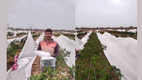 Pomegranate Orchards in Bijwadi Satara