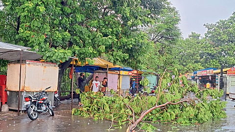 solapur unseasonal rain update fruit farm and onion crop damage 