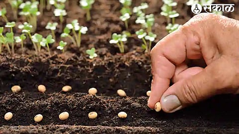 seed