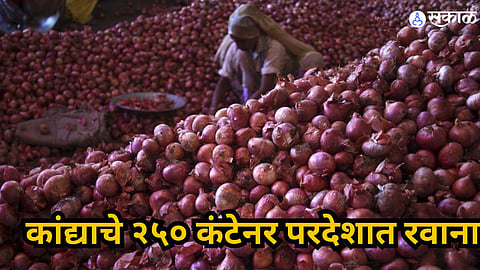 Onion Export