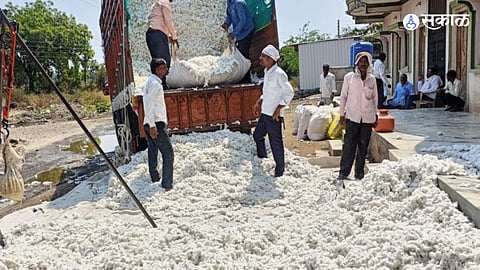 cotton price update farmer cotton producer in trouble due to no hike in cotton

