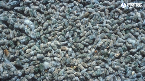 Cotton Seeds