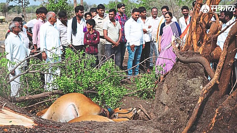 Banana orchards were damaged due to stormy rains in the taluk on Saturday. A pair of bullocks also died due to leaves falling on the manger. Rohini Khadse-Khewalkar while inspecting the place.