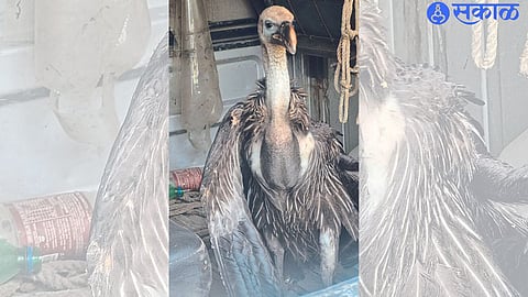 Globally endangered vulture found in Jalgaon