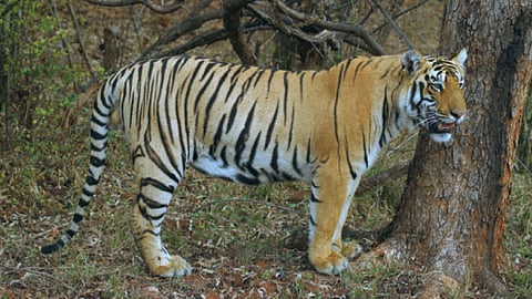 Tiger